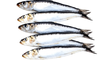 Сардина (иваси) неразделанная мороженая  Курильский рыбак 