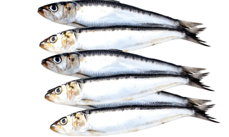 Сардина (иваси) неразделанная мороженая  Курильский рыбак 